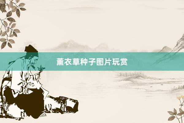 薰衣草种子图片玩赏