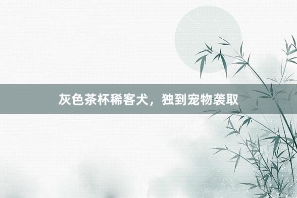 灰色茶杯稀客犬,独到宠物袭取